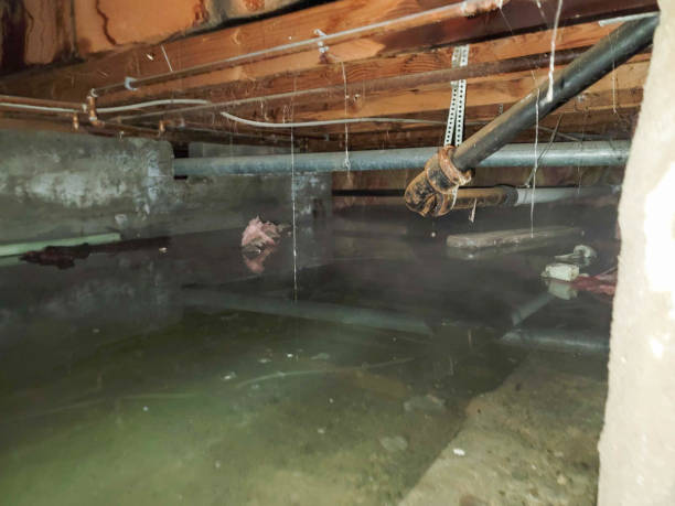 Best Professional water damage repair  in Hollywood, FL